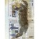 LAPIN (1,8KG-2.3kg)