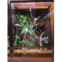 Terrarium en verre planté