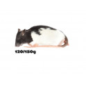 Rats M (120 -150G )