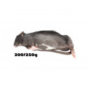 5 Rats L ( 200-250g )