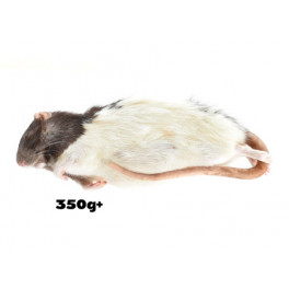 50 Rat XXL