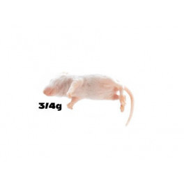 Souris Souriceaux 3-4g