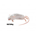 Souris 15-25g