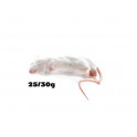 Souris 25-30G