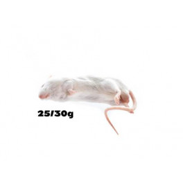 25 souris adulte +25G