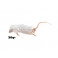 Souris 30- 50g