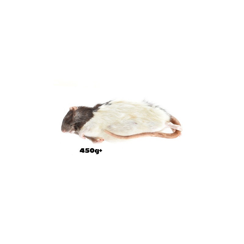 5 Rats XXXL +400G
