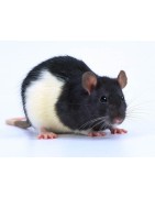 Rat