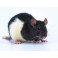 Rat