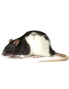 Rat