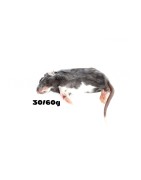 Rat XS (30-60g)