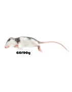 Rat S (60-90g)