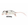 Rat S (60-90g)