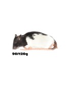 Rat M (90-150g)