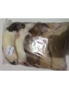 Rat L (150-250g)