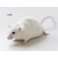 Souris adultes 25G