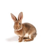 lapin 