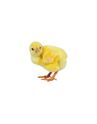poussin