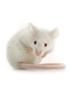 Souris adultes