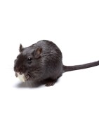 gerbilles