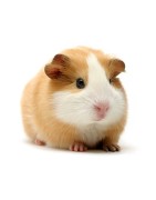 Cochon d'inde