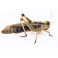 CRIQUET MIGRATEUR (Locusta migratoria)