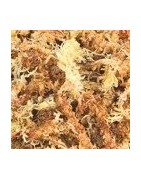 Sphaigne Substrat pour terrarium tropical